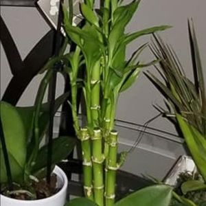 Meet your Posher, Alma